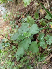 Chrysanthemum chanetii