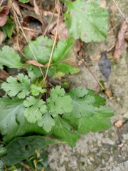 Chrysanthemum chanetii