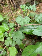 Chrysanthemum chanetii