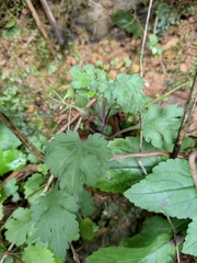 Chrysanthemum chanetii