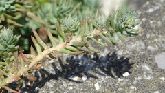 Petrosedum orientale
