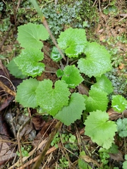 Sinosenecio oldhamianus