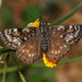 Pacuvius Duskywing - Photo (c) Bill Bouton, some rights reserved (CC BY-NC-ND)