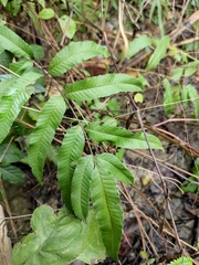 Menisciopsis penangiana