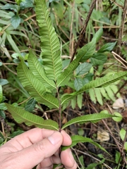 Menisciopsis penangiana