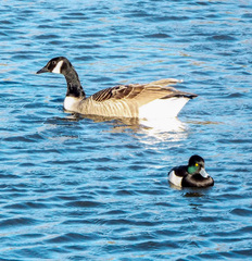 Branta canadensis