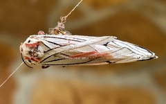 Teracotona euprepia