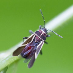 Craspeduchus xanthostaurus