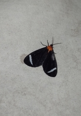 Hyalurga chthonophyle