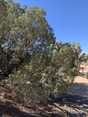 Juniperus californica