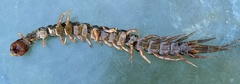 Scolopendra subspinipes