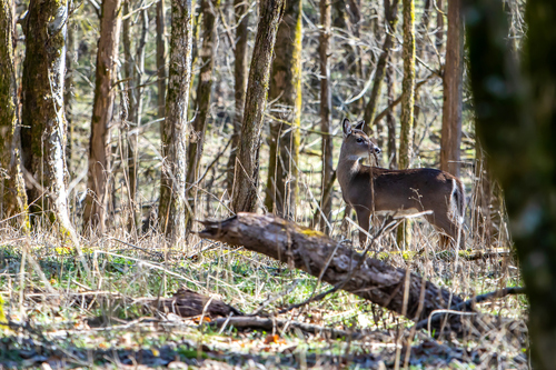 White-tailed Deer photographed in Tennessee