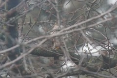 Accipiter nisus