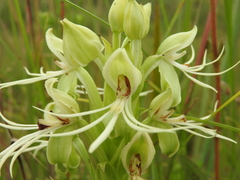 Habenaria macronectar