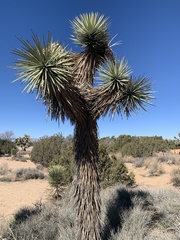 Yucca brevifolia