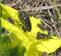 Acmaeodera