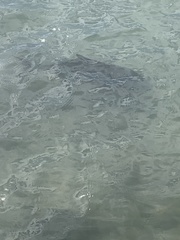 Caranx ignobilis