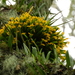 Acianthera sonderiana - Photo (c) Laura Magallanes, alguns direitos reservados (CC BY-NC), uploaded by Laura Magallanes