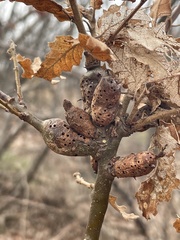 Pseudoneuroterus macropterus