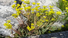 Petrosedum orientale