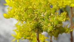 Petrosedum orientale
