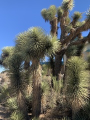 Yucca brevifolia