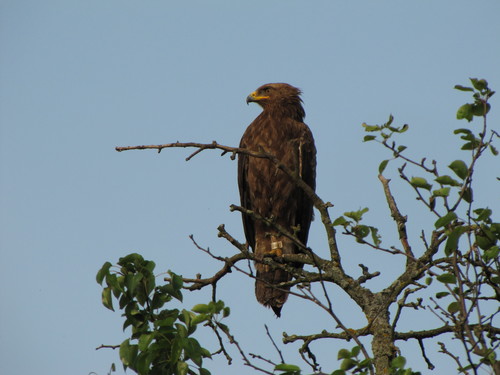Lesser Spotted Eagle