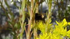 Petrosedum orientale