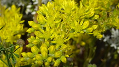 Petrosedum orientale