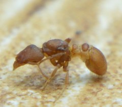 Strumigenys membranifera