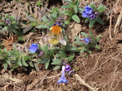 Glandora diffusa