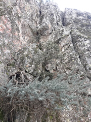 Adenocarpus hispanicus argyrophyllus