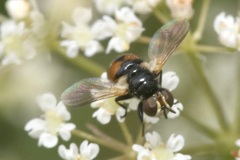 Gymnosoma nitens
