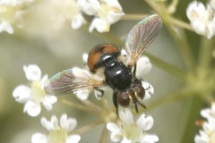 Gymnosoma nitens