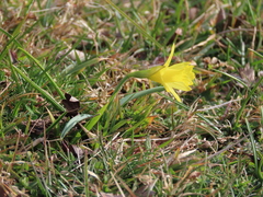 Narcissus minor asturiensis