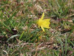 Narcissus minor asturiensis