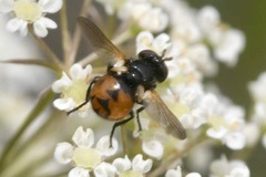 Gymnosoma nitens