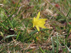 Narcissus minor asturiensis