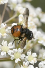 Gymnosoma nitens