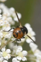 Gymnosoma nitens