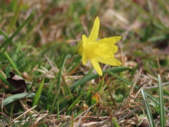 Narcissus minor asturiensis