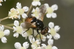 Gymnosoma nitens