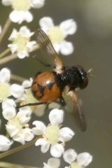Gymnosoma nitens