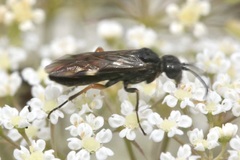 Allantus didymus