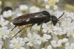 Allantus didymus