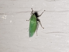 Draeculacephala inscripta