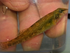 Etheostoma coosae