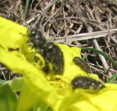 Acmaeodera