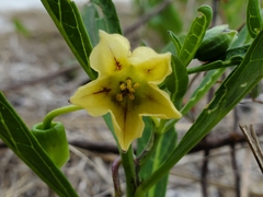 Physalis angustifolia