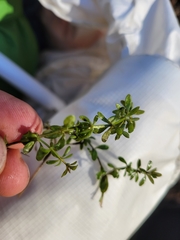 Callitriche terrestris